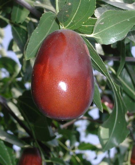 Jujube Trees — Raintree Nursery