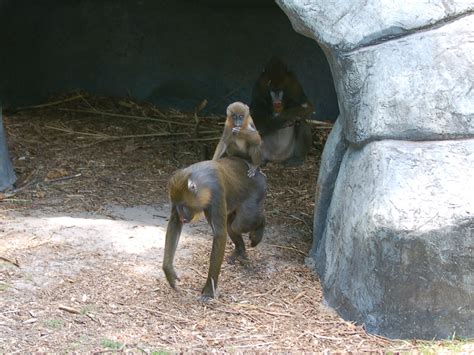 The Online Zoo - Mandrill