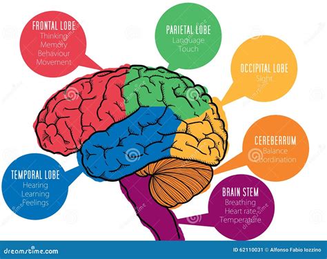 Human Brain's Functions Stock Illustration - Image: 62110031