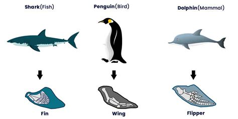 Rock Cycle / Index Fossils Summative Review