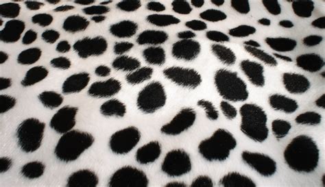 Dalmatian Print Background | PixLith