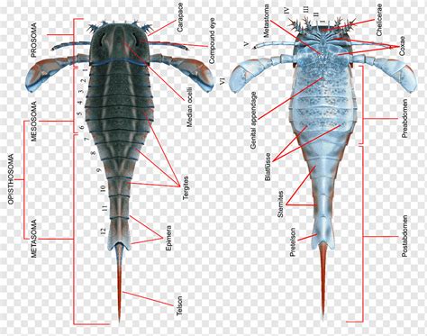 Eurypterid eurypterus silurian scorpion pterygotus, anatómico, ángulo ...