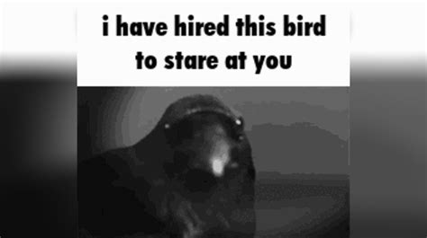 I Have Hired X to Stare at You | Know Your Meme