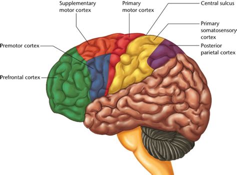 Frontal Lobe: Anatomy & Functions (Part 1) Diagram | Quizlet