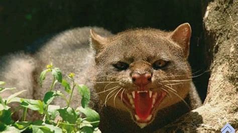 Jaguarundi 】- dogscatsonline.com History, photos and more - 【2019】