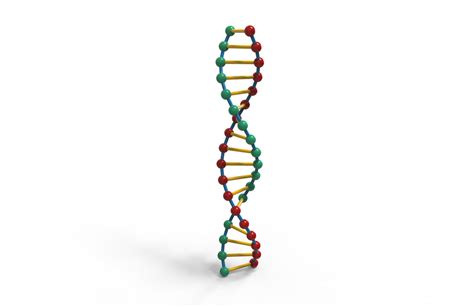 DNA molecule 3D model | CGTrader