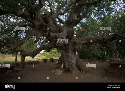 Terebinth tree hi-res stock photography and images - Alamy