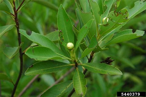 loblolly bay (Gordonia lasianthus)