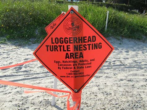 Safely Viewing Sea Turtles During Nesting Season on Hilton Head ...