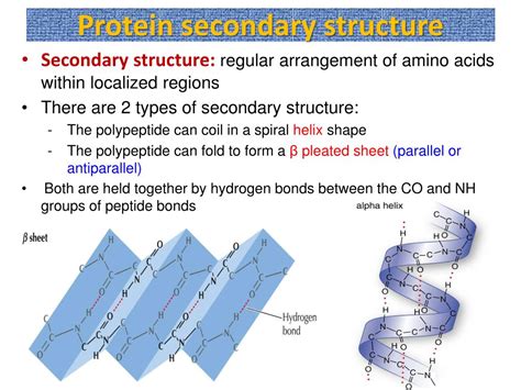 PPT - Biological Molecules Nucleic acids and Proteins PowerPoint ...