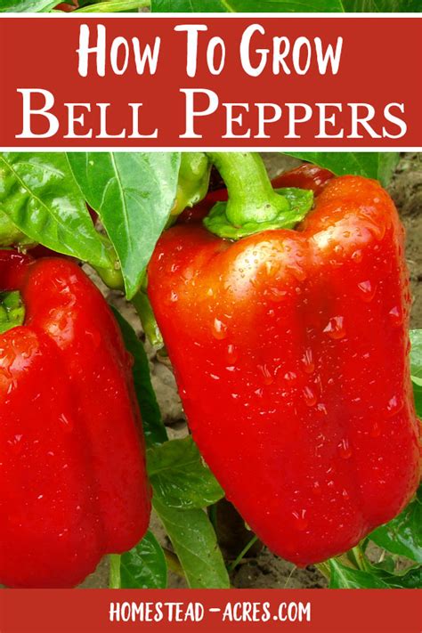 How To Grow Bell Peppers (Plant, Grow, And Harvest) - Homestead Acres