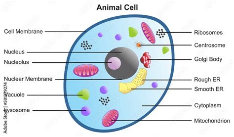 Animal cell anatomical structure with all parts including cell membrane ...