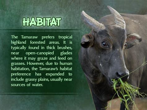 INFOGRAPHICS: October is Tamaraw Conservation Month!