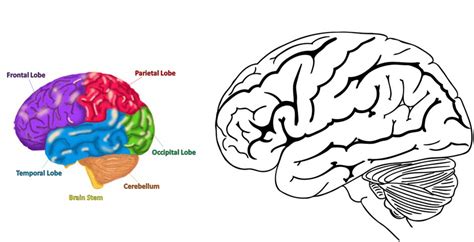 the Human Brain Coloring Pages for Students - Coloring Pages