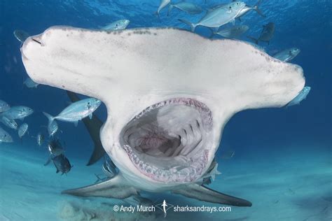 Great Hammerhead 360 | Sharks and Rays