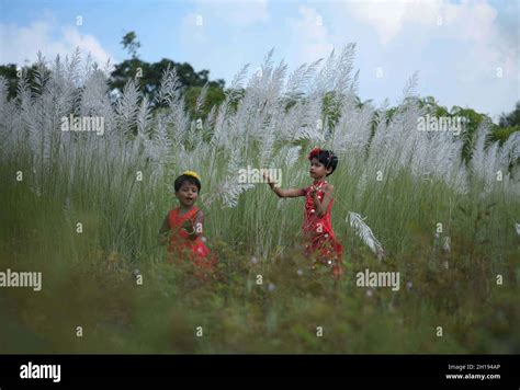 Children collect kash phool, also known as Kans Grass, which bloom in ...