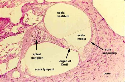 Spiral Organ Of Corti Slide