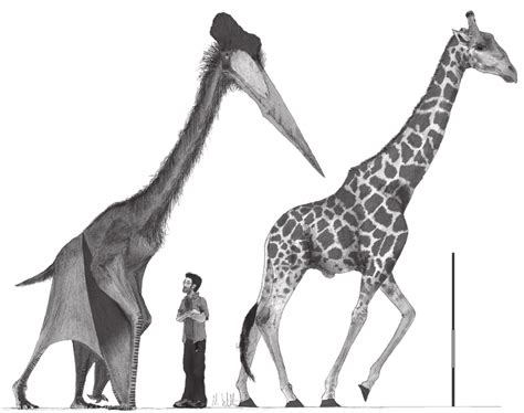 Quetzalcoatlus Size Comparison