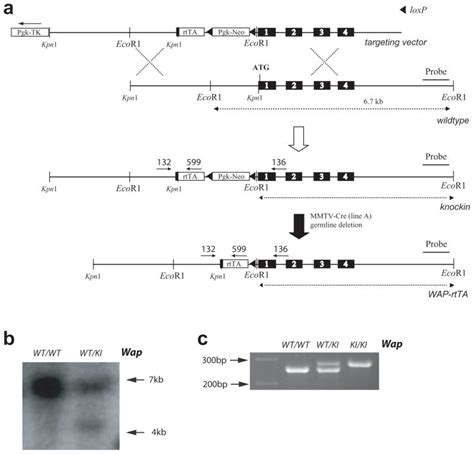 Longitudinal analysis of mammogenesis using a novel tetracycline ...