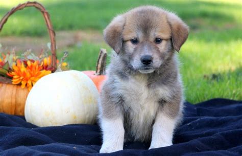 Anatolian Shepherd Mix Puppies For Sale | Puppy Adoption | Keystone Puppies