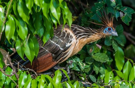 Amazon Rainforest Birds: Species List & Top 10 - Rainforest Cruises