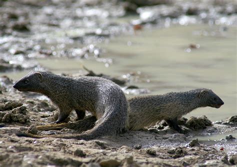 Two Egyptian Mongoose In Zakouma Photograph by David Santiago Garcia