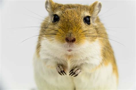 What Do Gerbils Eat? A Complete Guide – thepetsavvy.com