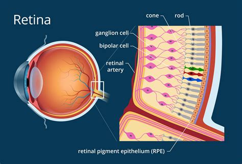 How the Retina Works - Detailed Illustration | Eye anatomy, The retina ...