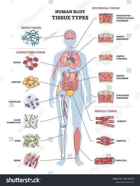 Body Tissues Anatomy, Human Body Anatomy, Human Anatomy And Physiology ...