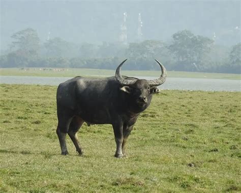 Asian Wild Water Buffalo - Facts, Diet, Habitat & Pictures on Animalia.bio