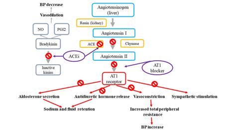 Mechanisms of action of angiotensin-II receptor blockers and ...