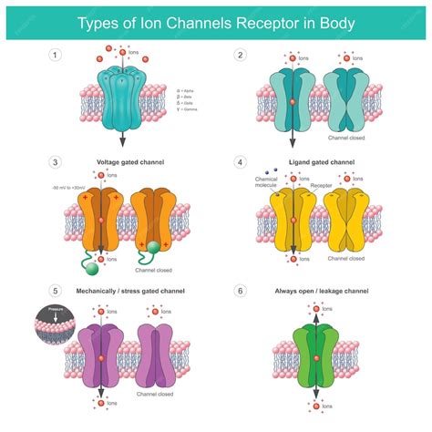 Premium Vector | Types of Ion Channels Receptor In Body Membrane ...