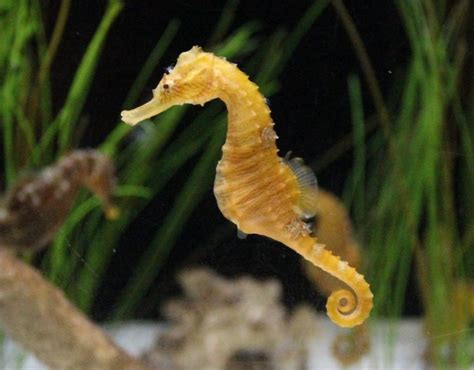 Seahorses Holding Tails