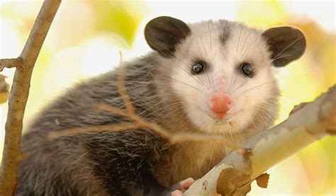 Opossums - Facts, Diet & Habitat Information