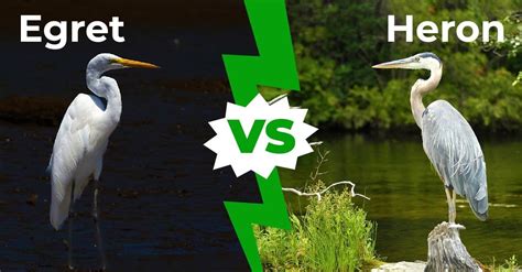 Herons vs Egrets: What’s the Difference? - AZ Animals