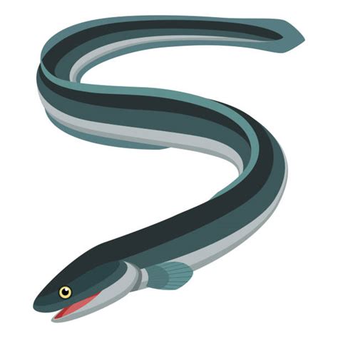 Saltwater Eel Illustrations, Royalty-Free Vector Graphics & Clip Art ...