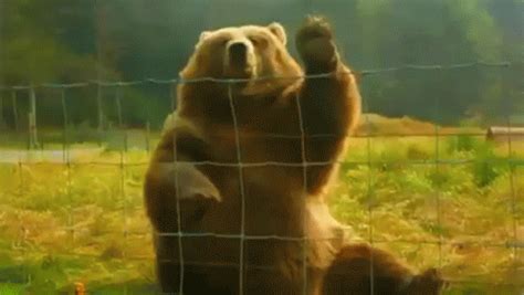 Just Sayin' Hi GIF - Bear Animals Waving - Discover & Share GIFs