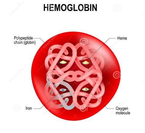 Red Blood Cell Structure Diagram