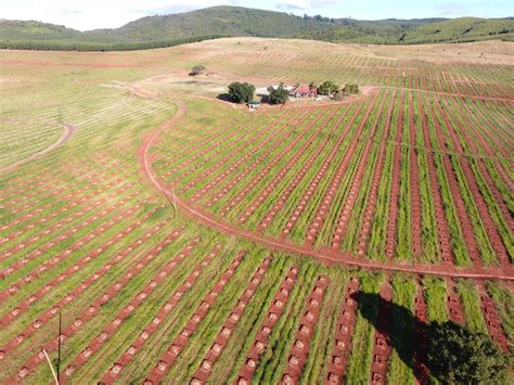 178.9 hectare Nut Farm For Sale | Tzaneen (Limpopo Province ...