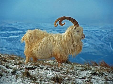 Kashmir Mountain Goat (Capra hircus laniger) Himalayas of India in 2020 ...