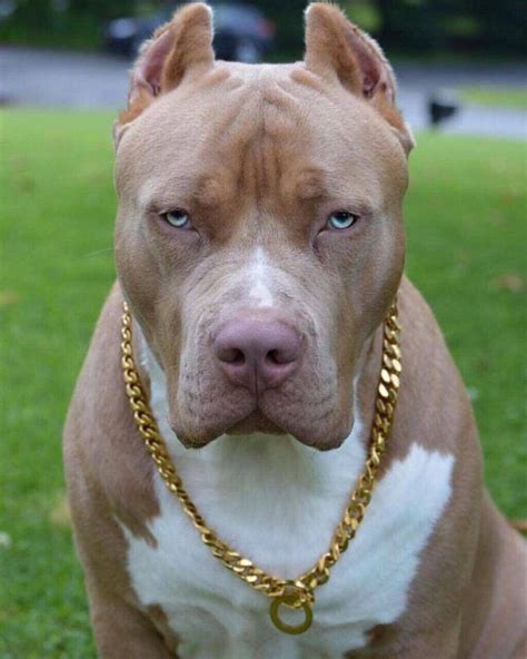 Pitbull Dog Punjabi Status - Pitbull Dog