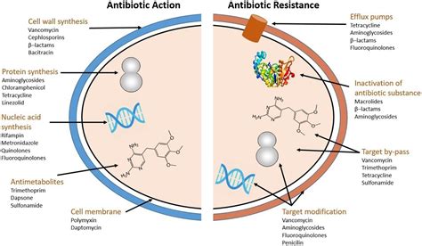 Frontiers | A Review on Occurrence and Spread of Antibiotic Resistance ...