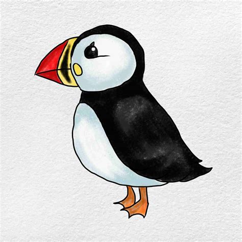 Tufted Puffin Drawing