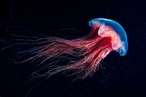 38％割引ホワイト系今季ブランド glowing jellyfish 絵画/タペストリ 美術品ホワイト系-OTA.ON.ARENA.NE.JP