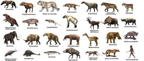 Types Of Mammals