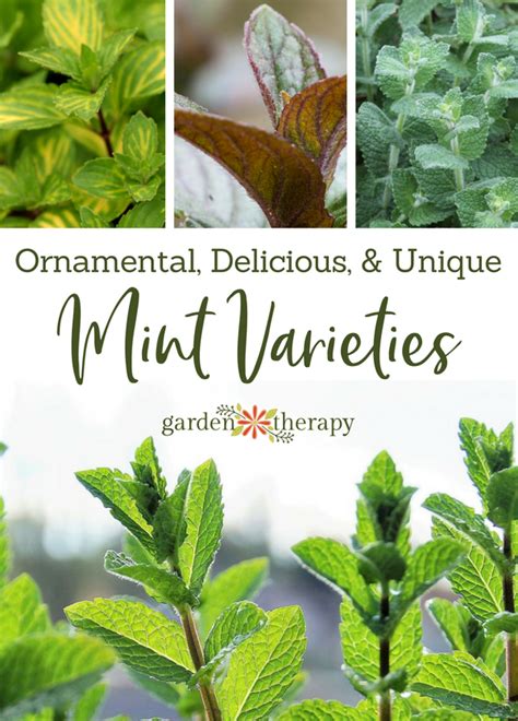 Mint Leaves Types Of Mint Plants - Herbs and Food Recipes