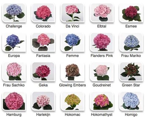 Hydrangeas by color via Hyperactive Farms | Flower Identification ...