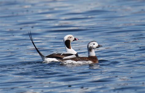 A DISTINCTIVE SEA DUCK | PACIFIC BIRDS Habitat Joint Venture