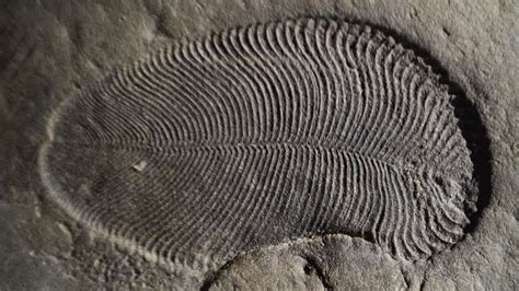 Extraordinary Evidence Suggests 558-Million-Year-Old Fossil Is the ...