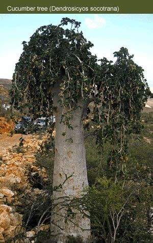 Dendrosicyos socotranus Socotra cucumber tree Fruit Bearing Trees ...